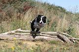 BORDER COLLIE 307